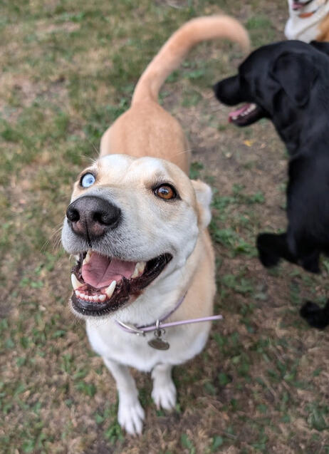 Mila - "Judge, and Jury" ♀ Carolina Dog, Saving Grace Rescue She is a low-key dog who likes order. She doesn't give dogs trouble if they follow her rules, but she won't be bullied!