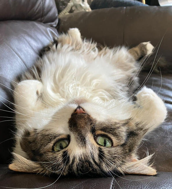 Lyra - "The Shy One" ♀ DLH Cat Your dog will never see her. My soul kitty.