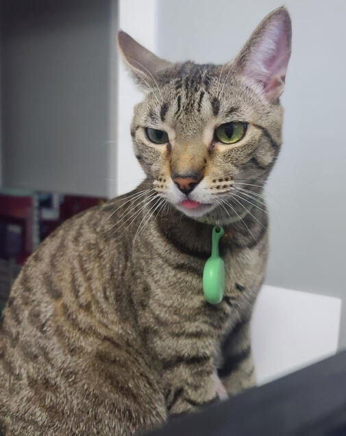 Noodles - "The Terror" ♂ DSH Cat He can open doorknobs and handles, and will be the first one to greet your dog - even if I try to put him away. I don't think he's a cat.